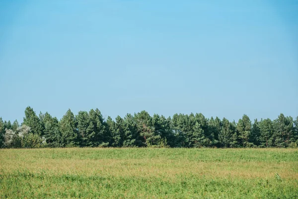 Зелене поле, ліс і блакитне небо в сільській місцевості — стокове фото