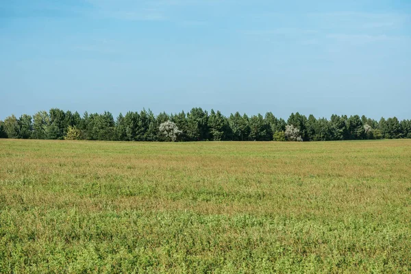 Зелене поле, ліс і блакитне небо восени — стокове фото