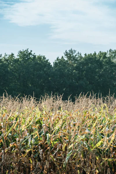 Автономне поле зі стиглою солодкою кукурудзою, лісом та хмарним небом — стокове фото