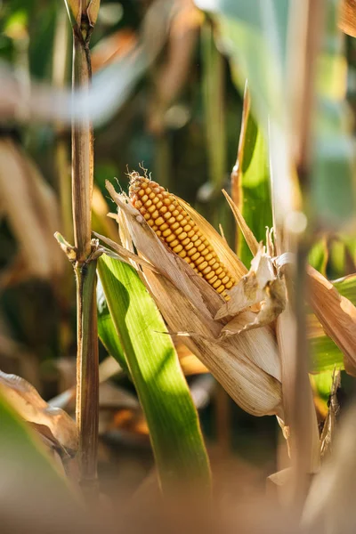 Primer plano de mazorca de maíz en el campo otoñal - foto de stock