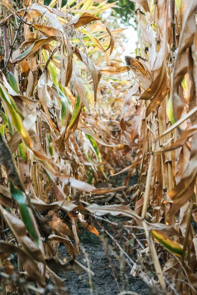Campo de maíz otoñal marchito con mazorca de maíz - foto de stock