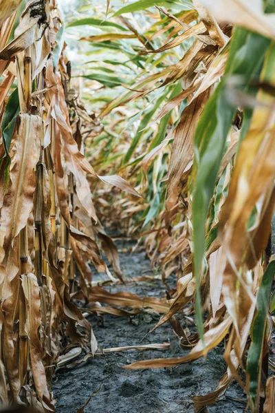 File di piante in campo di mais appassimento autunnale — Foto stock