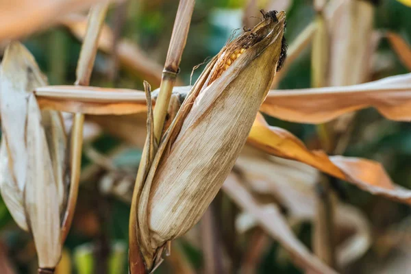Una mazorca de maíz en el campo de marchitamiento otoñal - foto de stock