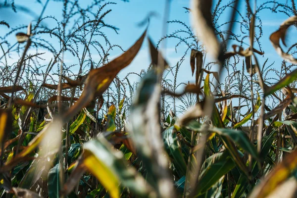 Enfoque selectivo del campo de maíz otoñal y el cielo azul - foto de stock