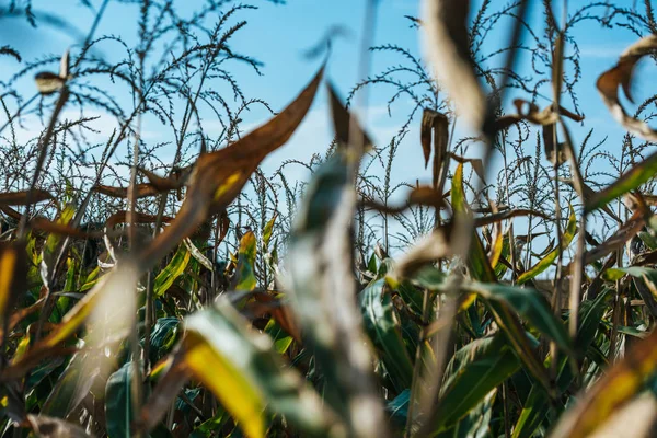 Messa a fuoco selettiva del campo di mais autunnale e cielo blu — Foto stock