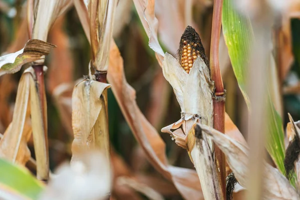 Eine reife Kornähre im herbstlich verdorrten Feld — Stockfoto