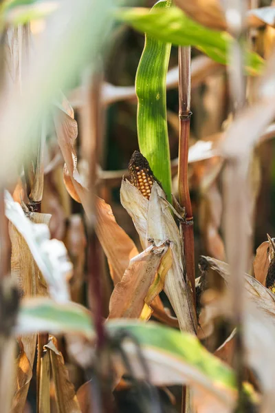 Selective focus of one corn cob in autumnal withering field — Stock Photo