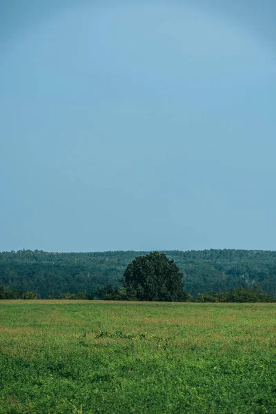 Hierba verde, bosque y cielo despejado en otoño - foto de stock