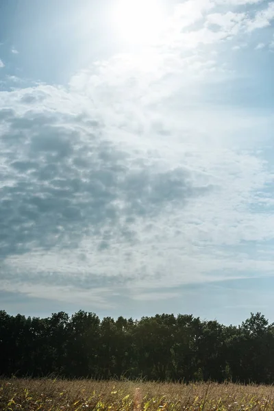 Champ automnal, forêt et ciel nuageux bleu avec lumière du soleil — Photo de stock