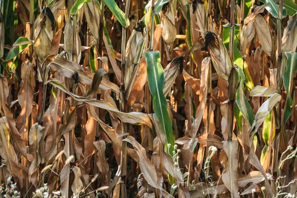 Autumnal withering corn field with sunlight — Stock Photo