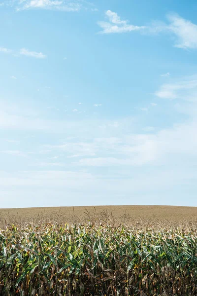 Champ automnal avec maïs et ciel bleu à la campagne — Photo de stock