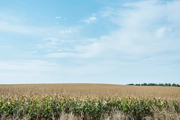 Осеннее поле с кукурузой и голубым облачным небом — стоковое фото