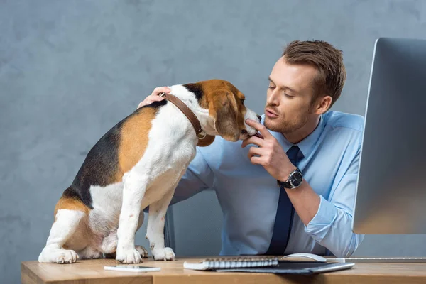 Alegre hombre de negocios jugando con adorable beagle en la mesa en la oficina moderna - foto de stock