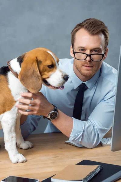 Jovem empresário em óculos brincando com o beagle bonito à mesa no escritório moderno — Fotografia de Stock