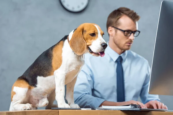 Niedlicher Beagle sitzt auf dem Tisch, während Geschäftsmann mit Brille am Computer im modernen Büro arbeitet — Stockfoto