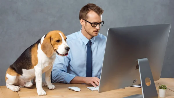 Vue grand angle de l'homme d'affaires dans les lunettes de travail sur ordinateur à la table avec beagle dans le bureau moderne — Photo de stock