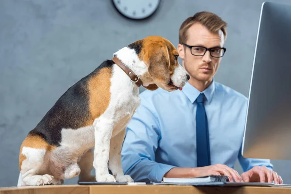 Selektiver Fokus des Geschäftsmannes in Brille, der am Computer am Tisch mit Beagle im modernen Büro arbeitet — Stockfoto