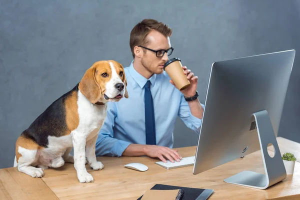 Красивий молодий бізнесмен в окулярах п'є каву і працює на комп'ютері, а бігл сидить на столі в офісі — стокове фото