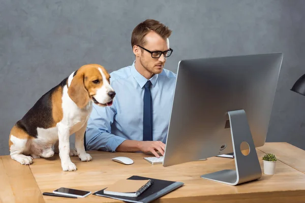 Empresário focado em óculos trabalhando no computador à mesa com beagle no escritório moderno — Fotografia de Stock