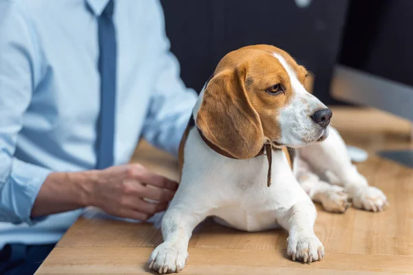 Imagem cortada de empresário sentado à mesa com beagle no escritório moderno — Fotografia de Stock