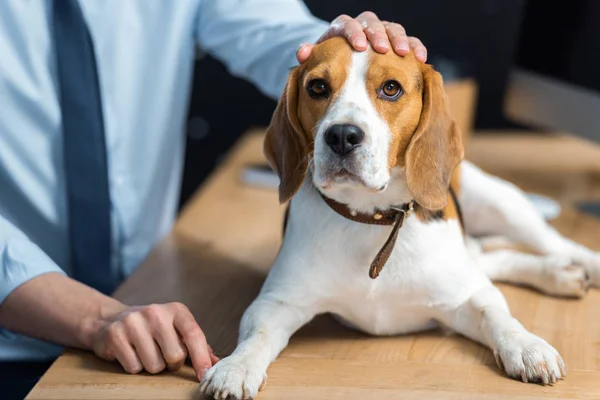 Partial view of businessman sitting at table with beagle in modern office — Stock Photo