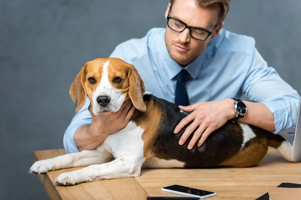 Businessman in eyeglasses playing with adorable beagle at table with smartphone in modern office — Stock Photo