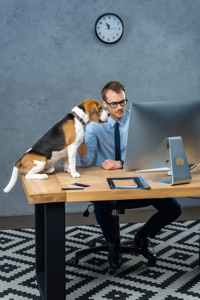 Visão de alto ângulo de belo empresário em óculos trabalhando no computador enquanto cão sentado perto da mesa no escritório — Fotografia de Stock