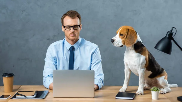 Uomo d'affari concentrato in occhiali da vista che lavorano sul computer portatile mentre beagle seduto vicino al tavolo in ufficio moderno — Foto stock