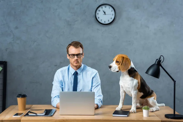 Homem de negócios concentrado em óculos trabalhando no laptop enquanto beagle sentado perto da mesa no escritório moderno — Fotografia de Stock