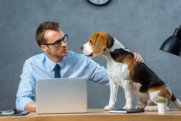 Homem de negócios em óculos tocando beagle à mesa com laptop no escritório moderno — Fotografia de Stock