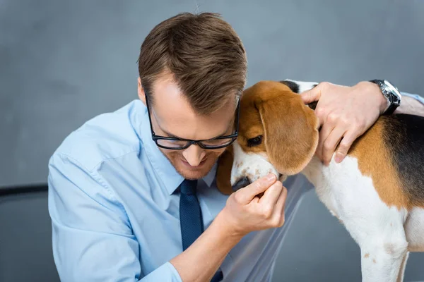 Selektiver Fokus eines jungen Geschäftsmannes mit Brille, der niedliche Beagle im Büro umarmt — Stockfoto