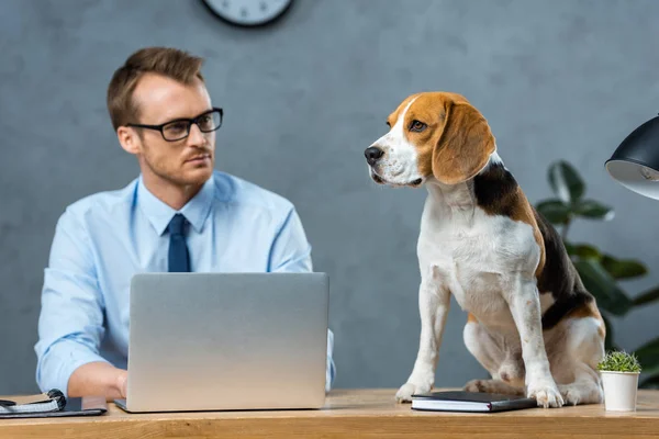 Selektiver Fokus des Geschäftsmannes in Brille, der am Laptop arbeitet, während Beagle auf dem Tisch im modernen Büro sitzt — Stockfoto