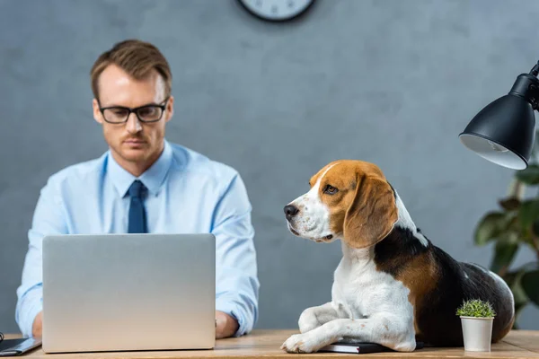 Serious businessman in eyeglasses working on laptop while beagle sitting on table in modern office — Stock Photo