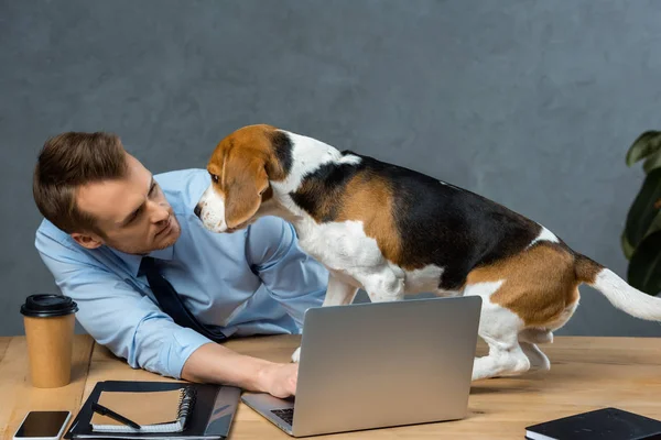 Jeune homme d'affaires travaillant sur ordinateur portable et beagle assis près de la table dans le bureau moderne — Photo de stock