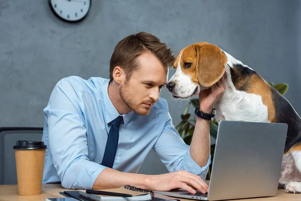 Hombre de negocios concentrado que trabaja en el ordenador portátil mientras beagle sentado en la mesa en la oficina moderna - foto de stock