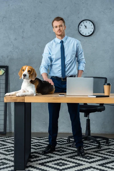 Mignon beagle assis sur la table avec ordinateur portable et smartphone tandis que l'homme d'affaires debout près dans le bureau moderne — Photo de stock