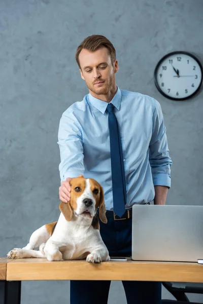 Bell'uomo d'affari che tocca beagle a tavola con computer portatile in ufficio moderno — Foto stock