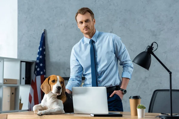 Jovem empresário tocando beagle na mesa com laptop e copo de café descartável no escritório moderno — Fotografia de Stock