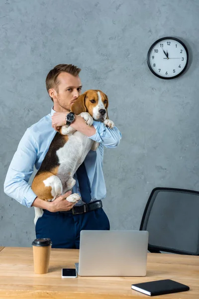Guapo hombre de negocios sosteniendo beagle cerca de la mesa con teléfono inteligente y portátil en la oficina moderna - foto de stock