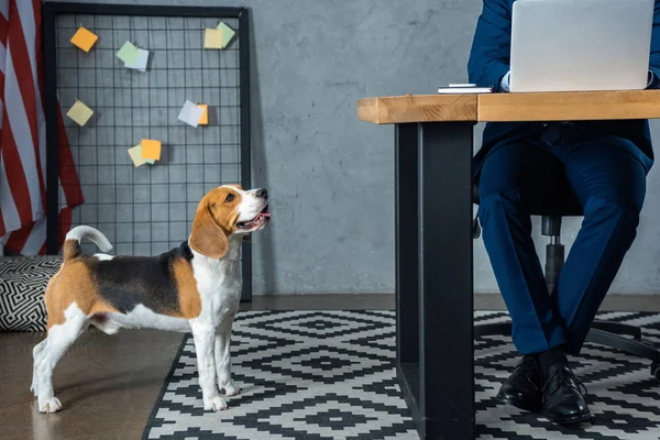 Image recadrée de l'homme d'affaires travaillant à table avec ordinateur portable tandis que beagle debout près dans le bureau moderne — Photo de stock