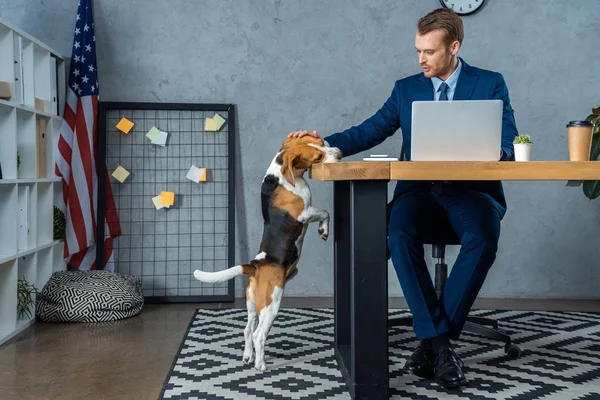 Allegro uomo d'affari che lavora a tavola con computer portatile e beagle toccante in piedi vicino in ufficio moderno — Foto stock