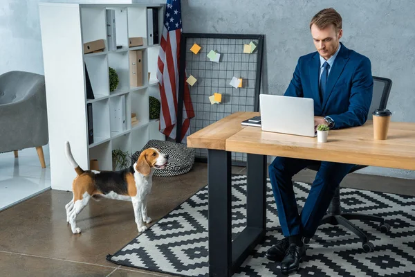 Visão de alto ângulo de homem de negócios em terno trabalhando à mesa com laptop enquanto beagle de pé perto no escritório moderno — Fotografia de Stock