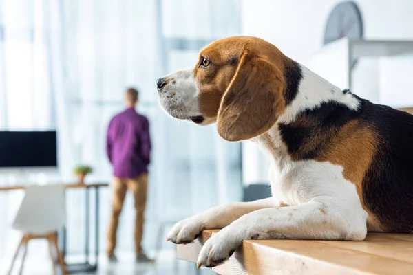 Selektiver Fokus eines entzückenden Beagle, der im modernen Büro auf dem Tisch sitzt — Stockfoto