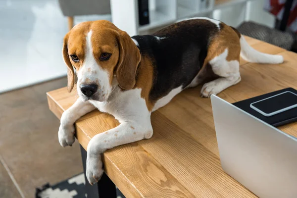 Vista de ángulo alto de beagle sentado en la mesa con ordenador portátil y teléfono inteligente en la oficina moderna - foto de stock