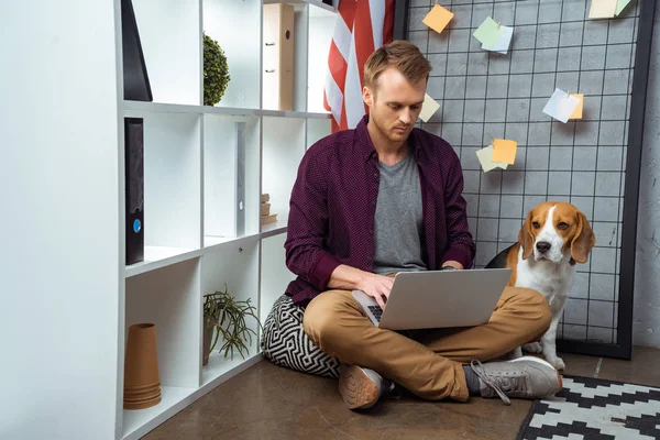 Freelancer masculino focado trabalhando no laptop enquanto beagle sentado perto da bandeira dos EUA no escritório em casa — Fotografia de Stock