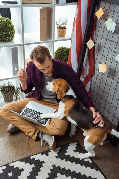 Vista de ángulo alto de joven freelancer masculino con portátil tocando beagle cerca de la bandera de EE.UU. en la oficina en casa - foto de stock
