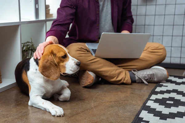 Imagem cortada de freelancer masculino com laptop tocando beagle no escritório em casa — Fotografia de Stock