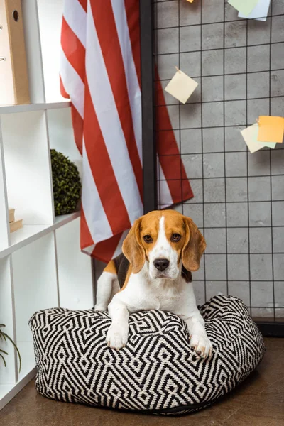 Adorabile beagle seduto sulla borsa di fagioli vicino alla bandiera americana in ufficio moderno — Foto stock