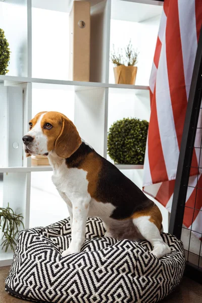 Lindo beagle sentado en bolsa de frijol cerca de bandera de EE.UU. en la oficina moderna - foto de stock