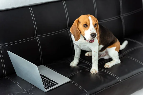 Vista de ángulo alto de beagle sentado en el sofá con el ordenador portátil en casa - foto de stock